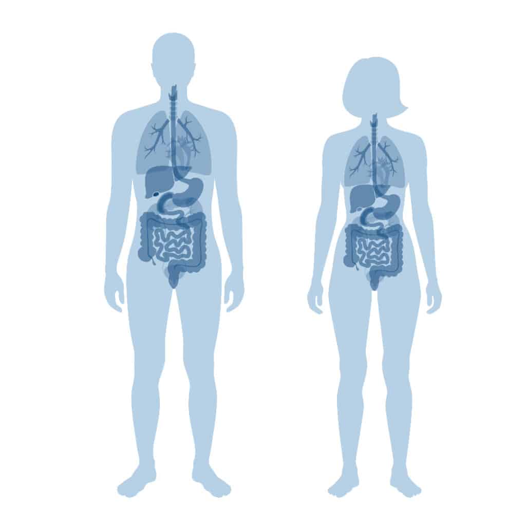 Illustrated, light blue silhouettes of a man and woman standing next to each other. Their internal organs are also silhouetted in dark blue.